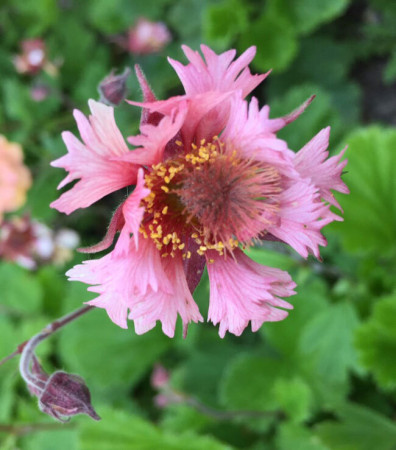 Kuklik zwisły 'Pink Fluffy' Geum rivale
