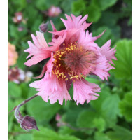 Kuklik zwisły 'Pink Fluffy' Geum rivale