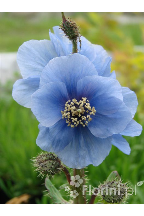 Mekonops Meconopsis horridula