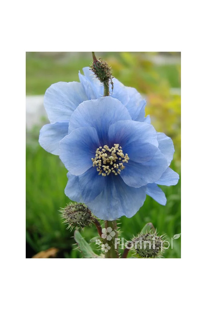 Mekonops Meconopsis horridula