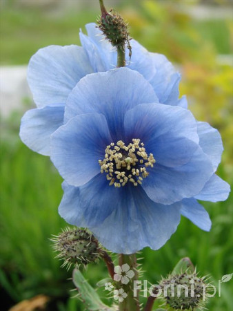 Mekonops Meconopsis horridula