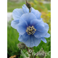 Mekonops Meconopsis horridula