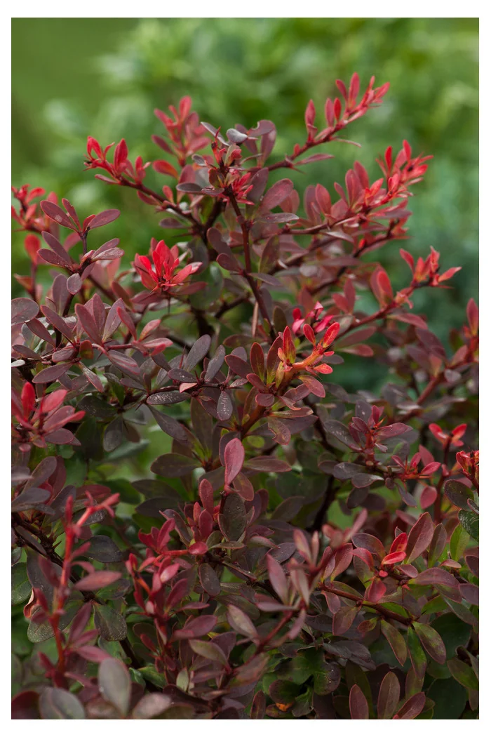 Berberys Thunberga 'Atropurpurea Nana' | Berberis thunbergii