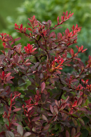 Berberys Thunberga 'Atropurpurea Nana' | Berberis thunbergii