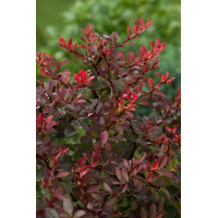 Berberys Thunberga 'Atropurpurea Nana' | Berberis thunbergii