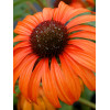 Jeżówka 'Tangerine Dream' Echinacea