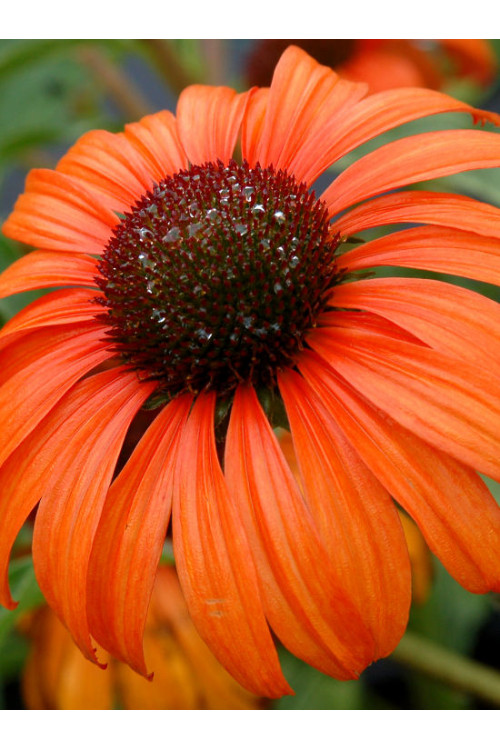 Jeżówka 'Tangerine Dream' Echinacea
