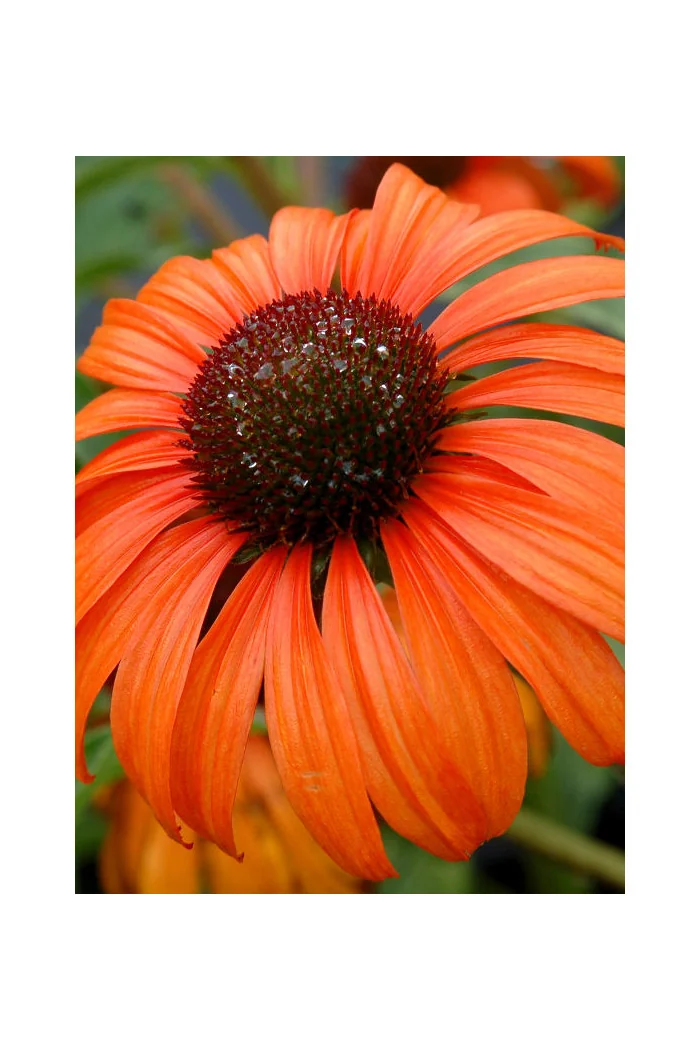 Jeżówka 'Tangerine Dream' Echinacea