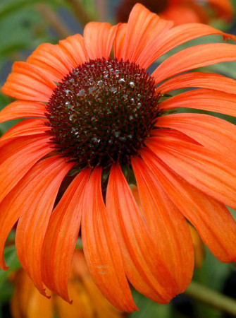 Jeżówka 'Tangerine Dream' Echinacea