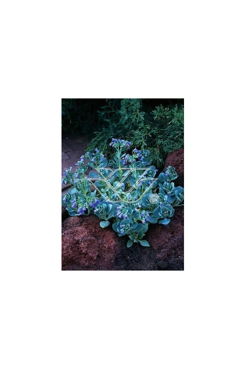 Mertensja nadmorska Mertensia maritima