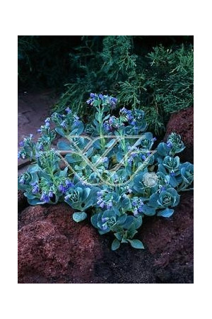 Mertensja nadmorska Mertensia maritima