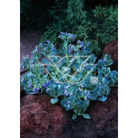 Mertensja nadmorska Mertensia maritima