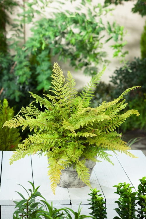 Paprotnik szczecinkozębny 'Proliferum' | Polystichum setiferum