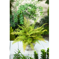 Paprotnik szczecinkozębny 'Proliferum' | Polystichum setiferum