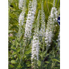 Przetacznik kłosowy 'Icicle' | Veronica spicata