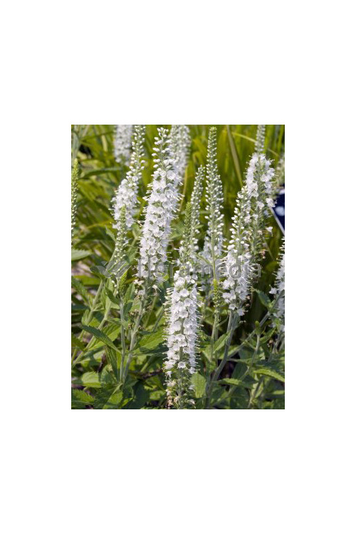 Przetacznik kłosowy 'Icicle' | Veronica spicata