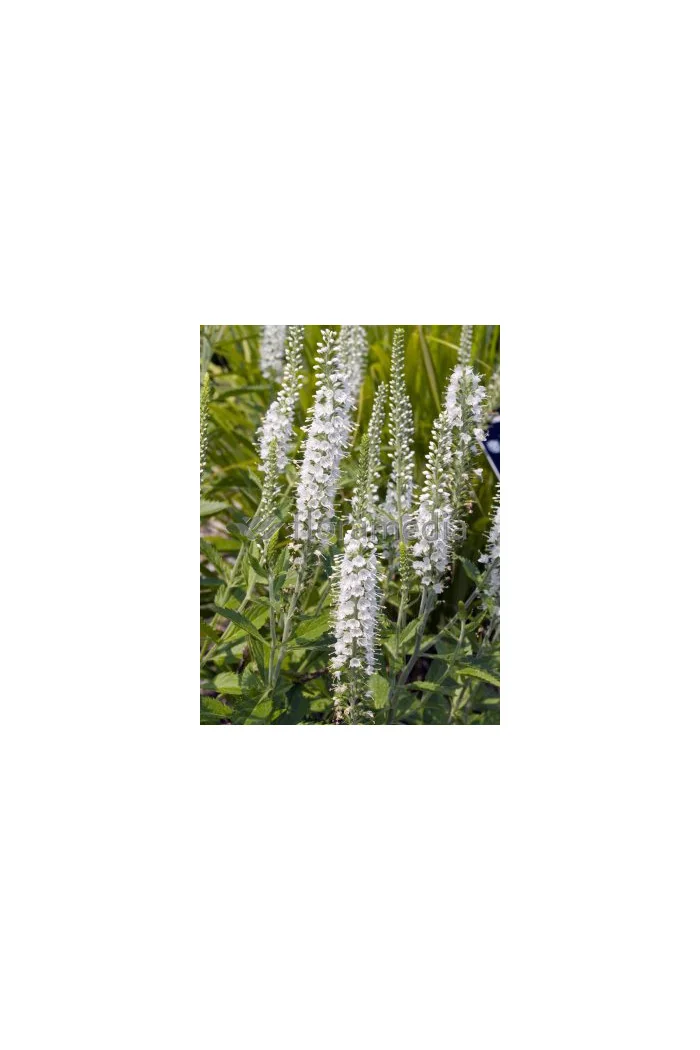 Przetacznik kłosowy 'Icicle' | Veronica spicata