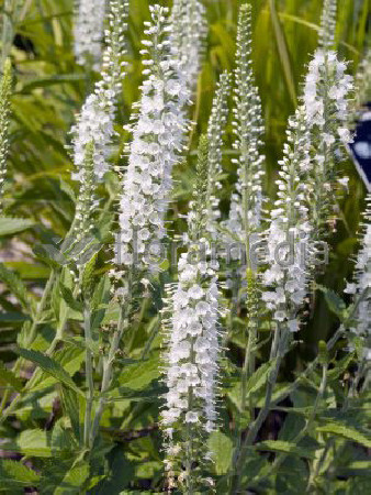 Przetacznik kłosowy 'Icicle' | Veronica spicata