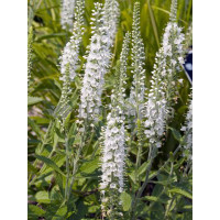 Przetacznik kłosowy 'Icicle' | Veronica spicata