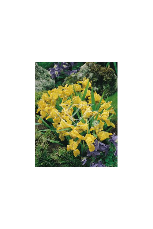 Kosaciec (Irys) niski 'Gleaming Gold' Iris pumila