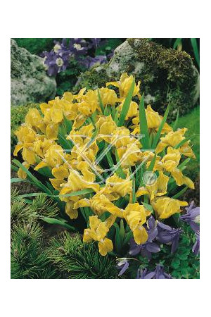 Kosaciec (Irys) niski 'Gleaming Gold' Iris pumila