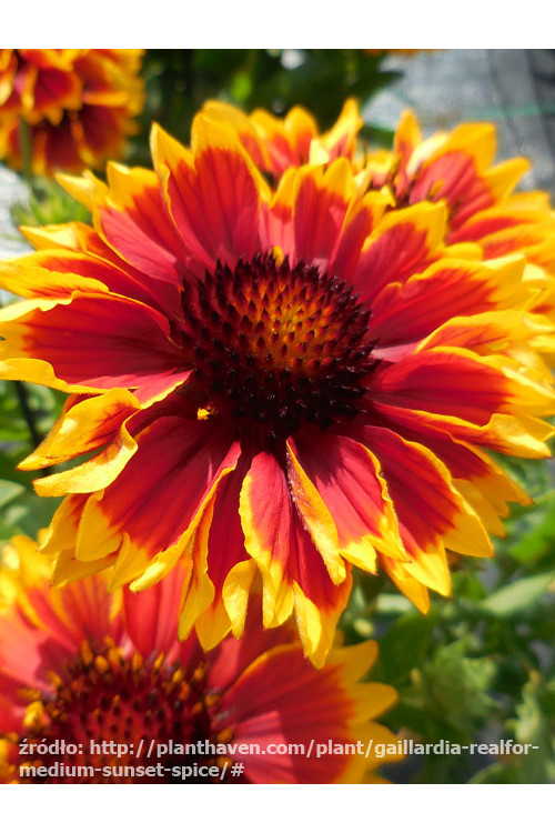 Gailardia 'Sunset Spice' Gailardia