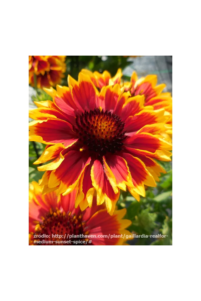 Gailardia 'Sunset Spice' Gailardia