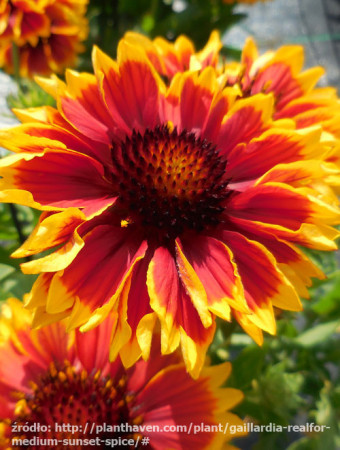 Gailardia 'Sunset Spice' Gailardia