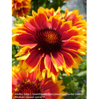 Gailardia 'Sunset Spice' Gailardia