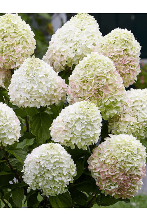 Hortensja bukietowa 'Loving Summer Love' | Hydrangea panniculata