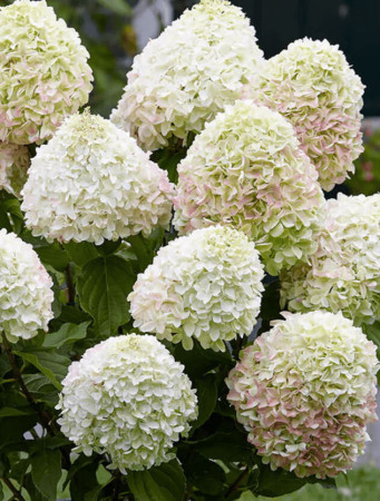 Hortensja bukietowa 'Loving Summer Love' | Hydrangea panniculata