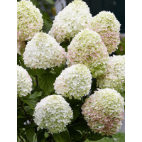 Hortensja bukietowa 'Loving Summer Love' | Hydrangea panniculata