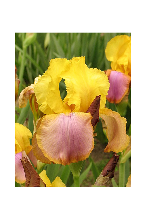 kosaciec, kosaciec amerykański, irys, iris, Kosaciec (Irys) amerykański 'Confetti'