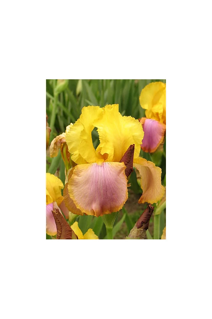 kosaciec, kosaciec amerykański, irys, iris, Kosaciec (Irys) amerykański 'Confetti'