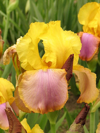kosaciec, kosaciec amerykański, irys, iris, Kosaciec (Irys) amerykański 'Confetti'