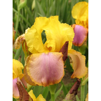 kosaciec, kosaciec amerykański, irys, iris, Kosaciec (Irys) amerykański 'Confetti'