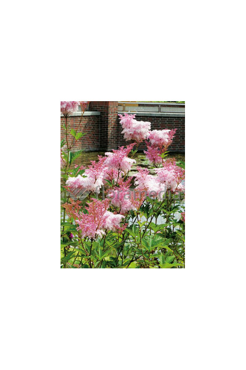 Wiązówka czerwona 'Venusta' | Filipendula rubra