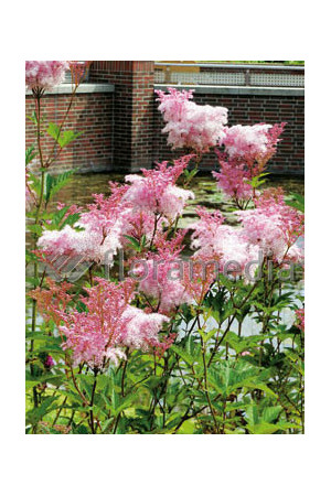 Wiązówka czerwona 'Venusta' | Filipendula rubra