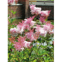 Wiązówka czerwona 'Venusta' | Filipendula rubra