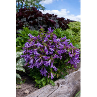 Dzwonek 'Viking' | Campanula