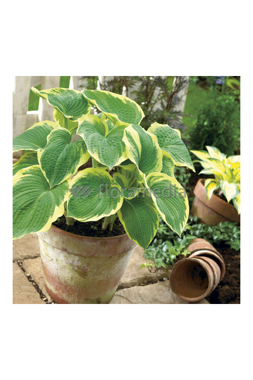 Funkia 'American Halo' Hosta