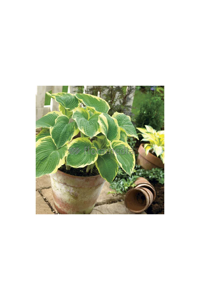 Funkia 'American Halo' Hosta