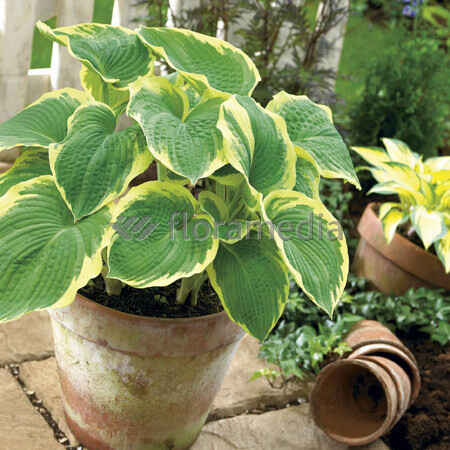 Funkia 'American Halo' Hosta