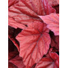 Begonia Beleaf 'Inca Flame' div class'lat' Begonia /div
