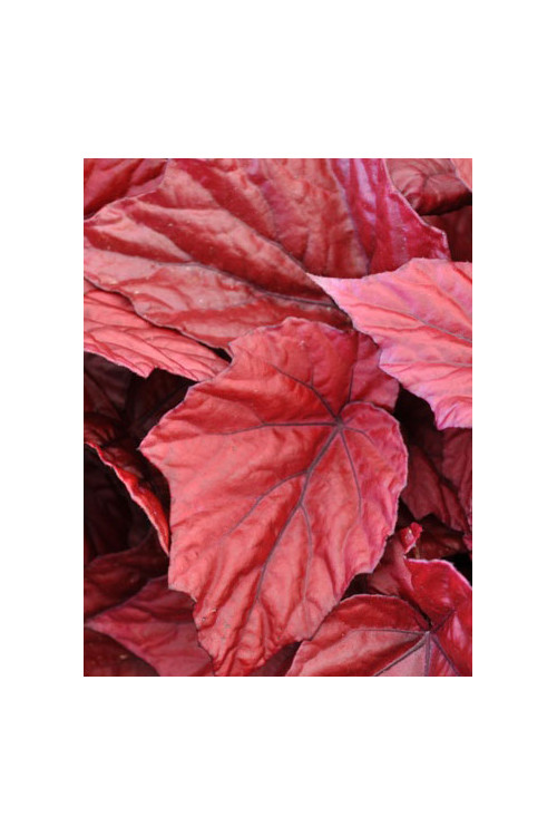 Begonia Beleaf 'Inca Flame' div class'lat' Begonia /div