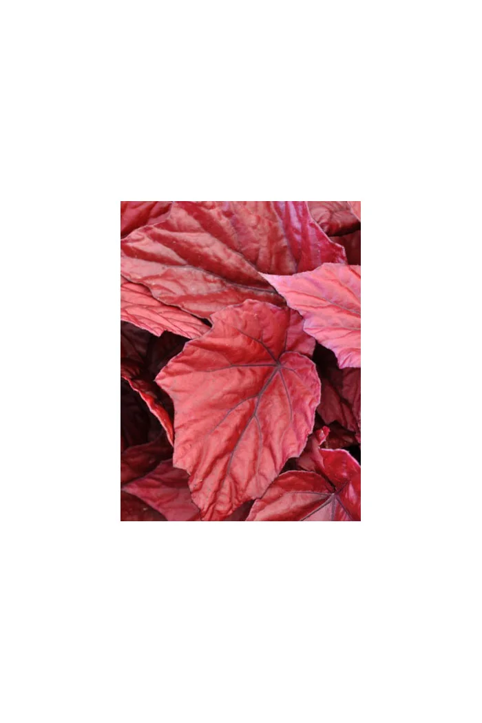 Begonia Beleaf 'Inca Flame' div class'lat' Begonia /div