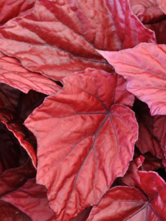 Begonia Beleaf 'Inca Flame' div class'lat' Begonia /div