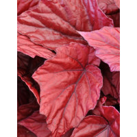 Begonia Beleaf 'Inca Flame' div class'lat' Begonia /div