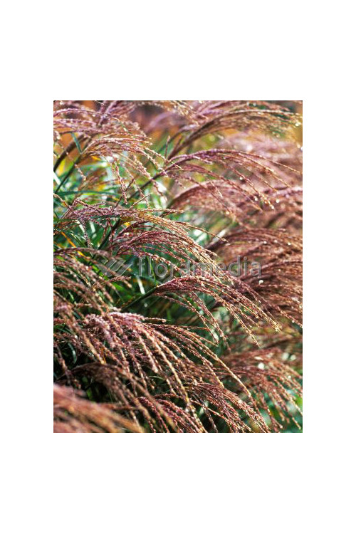 Miskant chiński 'Krater' | Miscanthus sinensis