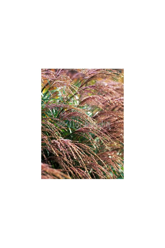 Miskant chiński 'Krater' | Miscanthus sinensis